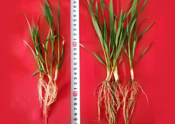 11 沃豐生物有機(jī)肥小麥?zhǔn)痉短锉瘸Ｒ?guī)肥小麥分孽數(shù)多，根系長(zhǎng)，株高高2cm.jpg