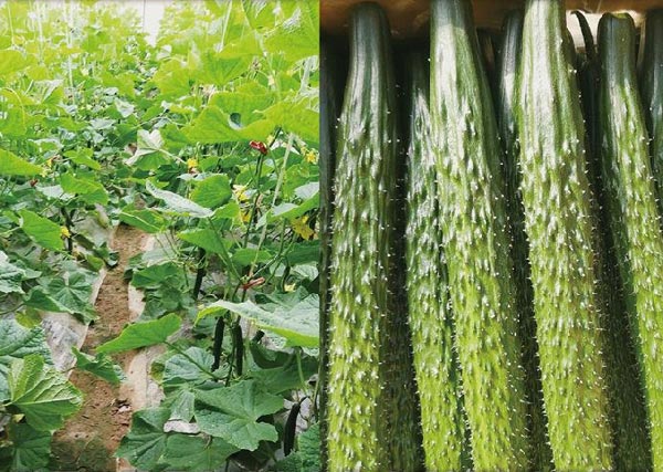 07 鋤禾園區(qū)沃豐設(shè)施農(nóng)業(yè)試驗(yàn)基地種植黃瓜產(chǎn)量高、口感好、品質(zhì)好、長勢(shì)均勻.jpg