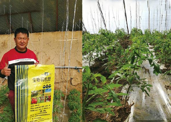 08 五原縣沃豐有機(jī)肥在銀歲橋種植禮品綠柿子 抗病毒性強(qiáng)、生長(zhǎng)快、長(zhǎng)勢(shì)喜人，農(nóng)戶非常滿意.jpg